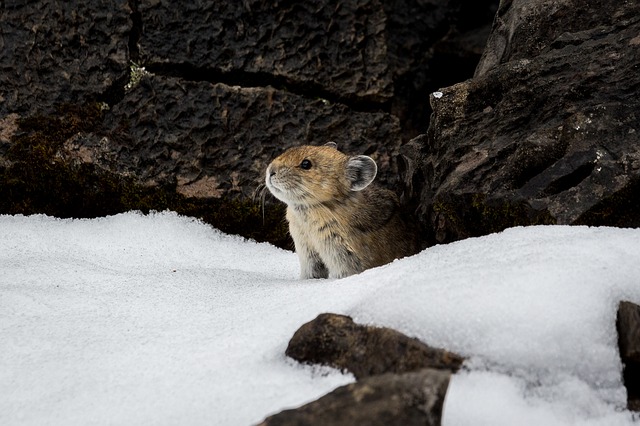Insights from Present Distribution of an Alpine Mammal Royle's Pika (Ochotona Roylei) to Predict Future Climate Change Impacts in the Himalaya - MRI
