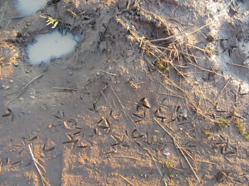 Wader Footprints