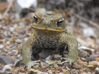 cane toad 200x150