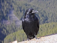 crow IPBES assessments
