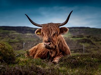highland cattle thumb